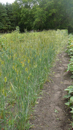 Load image into Gallery viewer, Wheat (Species) - T. Militinae