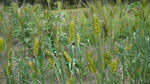 Load image into Gallery viewer, Wheat (Species) - T. Militinae
