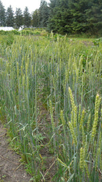 Load image into Gallery viewer, Wheat (Bread) - Stanley