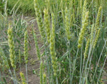 Load image into Gallery viewer, Wheat (Bread) - Stanley