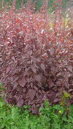 Load image into Gallery viewer, Greens - Orach Red Flash
