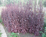 Load image into Gallery viewer, Greens - Orach Red Flash
