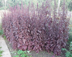 Load image into Gallery viewer, Greens - Orach Red Flash