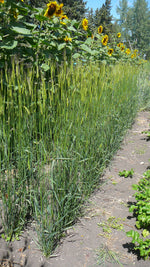 Load image into Gallery viewer, Wheat (Einkorn) - Egyptian