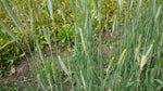 Load image into Gallery viewer, Wheat (Emmer) - Dark Hulled