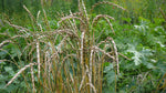 Load image into Gallery viewer, Wheat (Spelt) - Fall
