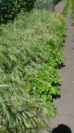 Load image into Gallery viewer, Barley (Hulless) - Excelsior