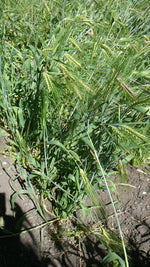 Load image into Gallery viewer, Barley (Hulless) - Excelsior