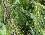 Load image into Gallery viewer, Barley (Hulless) - Excelsior