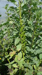 Load image into Gallery viewer, Broad Bean/Fava - Martock