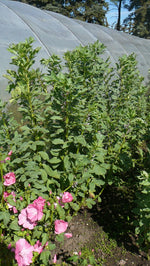 Load image into Gallery viewer, Broad Bean/Fava - Martock