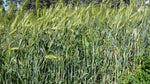Load image into Gallery viewer, Wheat (Species) - Rivet