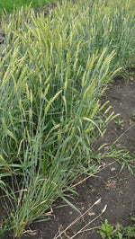 Load image into Gallery viewer, Wheat (Bread) - Saunders