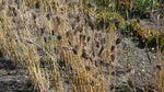 Load image into Gallery viewer, Wheat (Species) - T. Militinae
