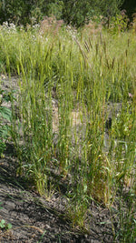 Load image into Gallery viewer, Wheat (Einkorn) - Charcoal