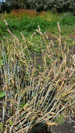 Load image into Gallery viewer, Barley (Hulled) - Warrior