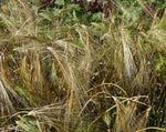 Load image into Gallery viewer, Wheat Cross - Tritordeum