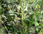 Load image into Gallery viewer, Broad Bean/Fava - Martoc