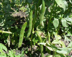 Load image into Gallery viewer, Broad Bean/Fava - Andy's Broad Bean
