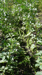 Load image into Gallery viewer, Broad Bean/Fava - Andy's Broad Bean