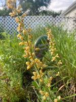 Load image into Gallery viewer, Heuchera - Alumroot