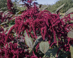 Load image into Gallery viewer, Amaranth - Hopi Red Dye