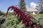 Load image into Gallery viewer, Amaranth - Hopi Red Dye
