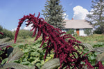 Load image into Gallery viewer, Amaranth - Hopi Red Dye