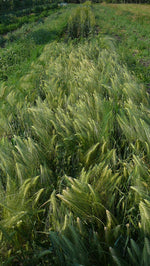 Load image into Gallery viewer, Barley (Hulled) - Bere