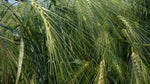 Load image into Gallery viewer, Barley (Hulled) - Bere