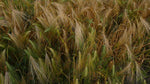 Load image into Gallery viewer, Barley (Hulled) - Bere
