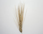 Load image into Gallery viewer, Barley (Hulless) - Excelsior

