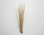Load image into Gallery viewer, Barley (Hulless) - Excelsior