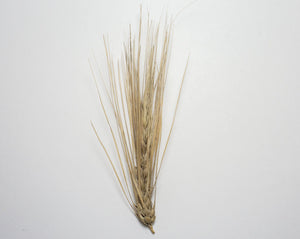 Barley (Hulless) - Excelsior