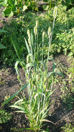 Load image into Gallery viewer, Wheat (Species) - Barrel