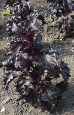 Load image into Gallery viewer, Herb (Basil) - Purple