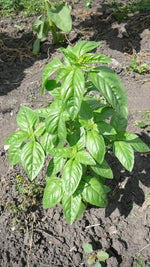 Load image into Gallery viewer, Herb - Basil Sweet
