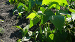 Load image into Gallery viewer, Dry Bean (Bush) - Pepa de Zapallo