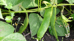 Load image into Gallery viewer, Runner Bean - White Half Runner