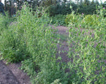 Load image into Gallery viewer, Snow Pea (Tall) - Bohemian
