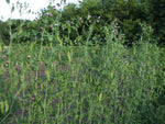 Load image into Gallery viewer, Snow Pea (Tall) - Bohemian