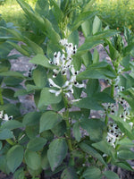 Load image into Gallery viewer, Broad Bean/Fava - Polar