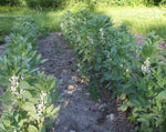 Load image into Gallery viewer, Broad Bean/Fava - Polar