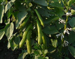 Load image into Gallery viewer, Broad Bean/Fava - Witkiem