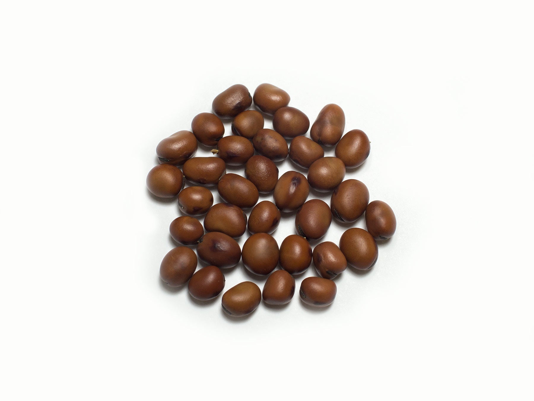 Broad Bean/Fava - Bell
