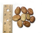 Load image into Gallery viewer, Broad Bean/Fava - Bunyard's Exhibition