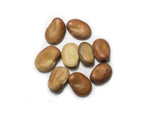 Load image into Gallery viewer, Broad Bean/Fava - Bunyard's Exhibition