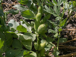 Load image into Gallery viewer, Broad Bean/Fava - Ianto's Return