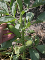 Load image into Gallery viewer, Broad Bean/Fava - Ianto's Return