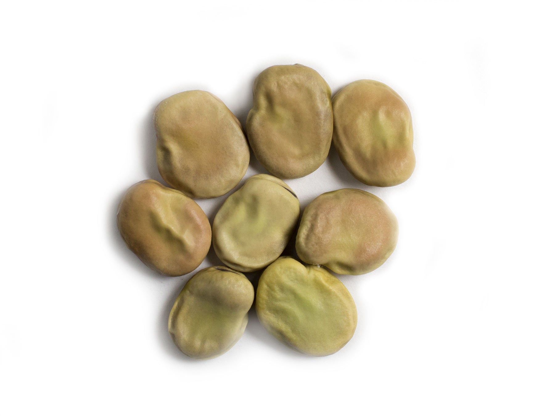 Broad Bean/Fava - Swiss